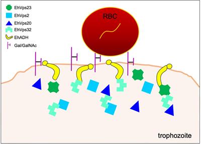 Molecular interplays of the Entamoeba histolytica endosomal sorting complexes required for transport during phagocytosis